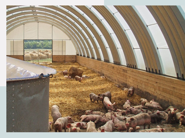 Строительство свинарников в Ульяновске